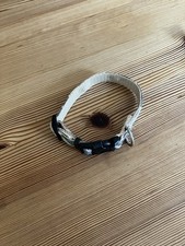 Small dog puppy for sale  SOUTH MOLTON
