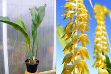 Dendrochilum magnum orchidée d'occasion  Fumel