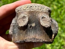 Nice fossil tylosaurus for sale  Coppell