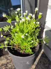waldgeist waldmeister gebraucht kaufen waldgeist waldmeister gebraucht kaufen Stendal