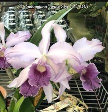 Cattleya canhamiana azure for sale  SHREWSBURY