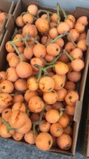Organic fresh loquat for sale  Fremont