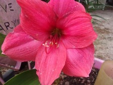 Amaryllis seed hercules d'occasion  Expédié en Belgium