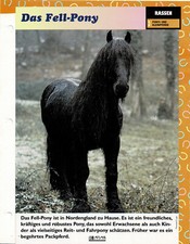 Fell pony infokarte gebraucht kaufen  Berlin