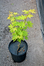 Acer palmatum summer for sale  Newport