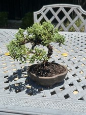 Juniper bonsai. curved for sale  San Carlos