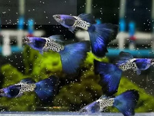 Trio metal blue for sale  Grand Prairie