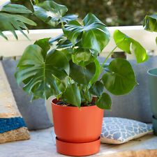 Monstera swiss cheese for sale  UK