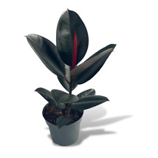 rubber plant for sale rubber plant for sale HAILSHAM