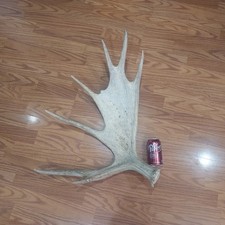 Mule deer antlers. for sale  Lehi