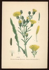 Planche botanique picride d'occasion  Toulouse-