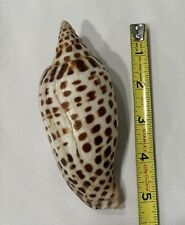 Inch scaphella junonia for sale  Beverly Hills