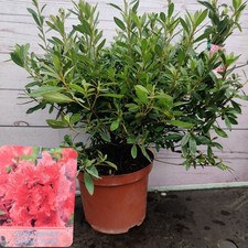 Evergreen azalea japonica for sale  HARLOW
