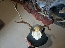 Trophée cerf élaphe d'occasion  Lorient