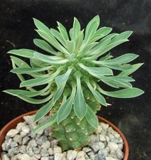 Euphorbia bupleurifolia hybrid for sale  EASTBOURNE