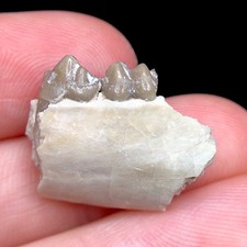Fossil pig jaw for sale  Palm Harbor