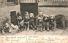 Otter hounds postcard for sale  DOLLAR