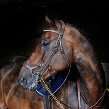 John whitaker anatomical for sale  DROMORE