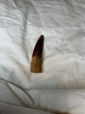 Spinosaurus dinosaur tooth for sale  SUTTON