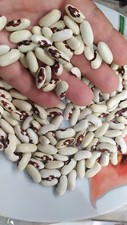 Fagioli aquila rossa usato  Tivoli