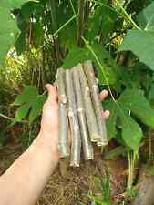 Chaya cuttings inch for sale  USA