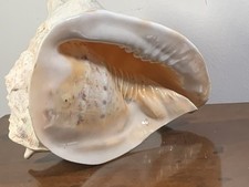 Cassia cornuta conchiglia usato Cassia cornuta conchiglia usato  Parma