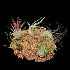 Tillandsia mix bulbosa usato  Brindisi