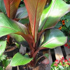 Musa maurelli ensete d'occasion  Pouzauges