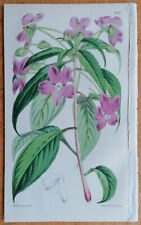 Impatiens de Ceilán - Estampado botánico original Curtis Fitch - 1850 segunda mano  Embacar hacia Argentina