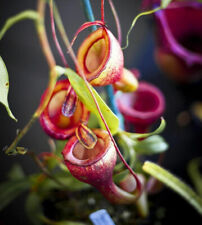 Nepenthes jamban pianta usato  Italia