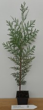 Incense cedar tree for sale  Albany