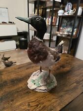 Canard oiseau taxidermie d'occasion  Auch
