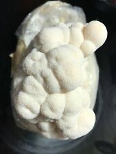 Heat tolerant lion for sale  DUNDEE