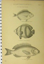 Old antique print for sale  UK