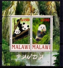 Animali panda orso usato  Trambileno