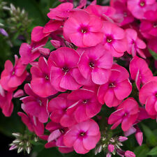 Phlox pow pink for sale  UK