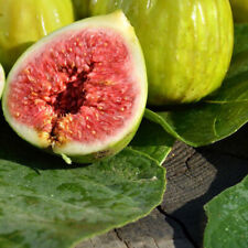 Ficus carica goutte d'occasion  Pouzauges