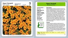 Signet marigold old for sale  SLEAFORD