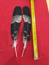 Z52 pen raised for sale  Hill City