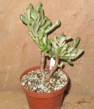 Crassula argentea gollum gebraucht kaufen  Falkensee