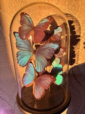 Echte schmetterlinge glasglock gebraucht kaufen  Berlin