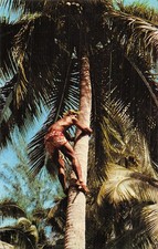 gobelet noix coco d'occasion gobelet noix coco d'occasion  France