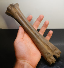 Fossil bison metatarsal for sale  Kansas City