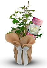 Peace unity rose for sale  GLASGOW