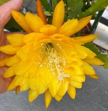 Epiphyllum yellow tang gebraucht kaufen  Würselen