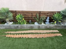 Peaux serpents véritables d'occasion  Frejus