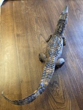 Ancien crocodile taxidermie d'occasion  Monthureux-sur-Saône