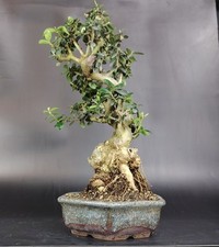 Bonsai olivastro wildolive usato  Cison di Valmarino