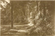 Vintage postcard pine for sale  UK