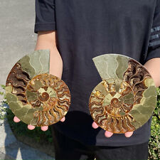 27lb paio fette usato  Spedire a Italy